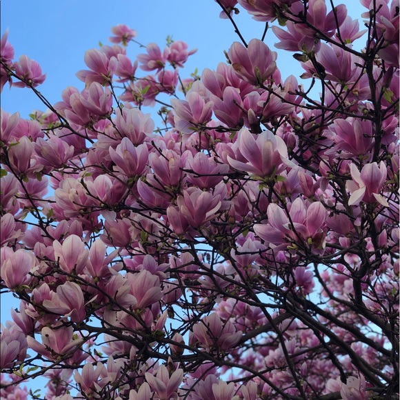 Meet your Posher, Bruno - Picture 1 of 1